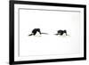 Adelie Penguin (Pygoscelis adeliae) two adults, tobogganing on snow, Devil Island, Weddell Sea-Jurgen & Christine Sohns-Framed Photographic Print