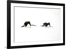 Adelie Penguin (Pygoscelis adeliae) two adults, tobogganing on snow, Devil Island, Weddell Sea-Jurgen & Christine Sohns-Framed Photographic Print