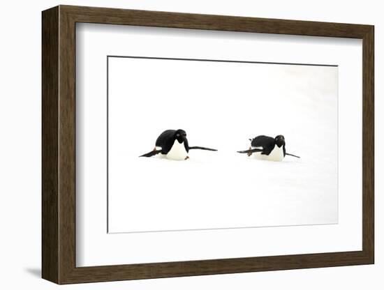 Adelie Penguin (Pygoscelis adeliae) two adults, tobogganing on snow, Devil Island, Weddell Sea-Jurgen & Christine Sohns-Framed Photographic Print