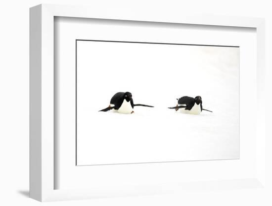 Adelie Penguin (Pygoscelis adeliae) two adults, tobogganing on snow, Devil Island, Weddell Sea-Jurgen & Christine Sohns-Framed Photographic Print
