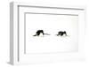 Adelie Penguin (Pygoscelis adeliae) two adults, tobogganing on snow, Devil Island, Weddell Sea-Jurgen & Christine Sohns-Framed Photographic Print