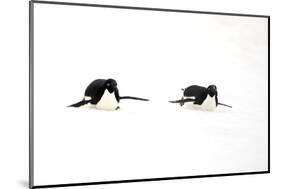 Adelie Penguin (Pygoscelis adeliae) two adults, tobogganing on snow, Devil Island, Weddell Sea-Jurgen & Christine Sohns-Mounted Photographic Print