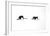 Adelie Penguin (Pygoscelis adeliae) two adults, tobogganing on snow, Devil Island, Weddell Sea-Jurgen & Christine Sohns-Framed Photographic Print