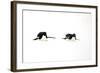 Adelie Penguin (Pygoscelis adeliae) two adults, tobogganing on snow, Devil Island, Weddell Sea-Jurgen & Christine Sohns-Framed Photographic Print