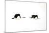 Adelie Penguin (Pygoscelis adeliae) two adults, tobogganing on snow, Devil Island, Weddell Sea-Jurgen & Christine Sohns-Mounted Photographic Print