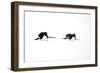 Adelie Penguin (Pygoscelis adeliae) two adults, tobogganing on snow, Devil Island, Weddell Sea-Jurgen & Christine Sohns-Framed Photographic Print