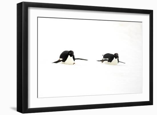 Adelie Penguin (Pygoscelis adeliae) two adults, tobogganing on snow, Devil Island, Weddell Sea-Jurgen & Christine Sohns-Framed Photographic Print