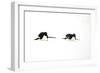 Adelie Penguin (Pygoscelis adeliae) two adults, tobogganing on snow, Devil Island, Weddell Sea-Jurgen & Christine Sohns-Framed Photographic Print