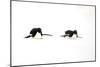 Adelie Penguin (Pygoscelis adeliae) two adults, tobogganing on snow, Devil Island, Weddell Sea-Jurgen & Christine Sohns-Mounted Photographic Print