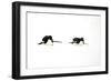 Adelie Penguin (Pygoscelis adeliae) two adults, tobogganing on snow, Devil Island, Weddell Sea-Jurgen & Christine Sohns-Framed Premium Photographic Print