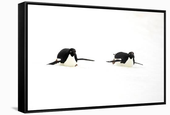 Adelie Penguin (Pygoscelis adeliae) two adults, tobogganing on snow, Devil Island, Weddell Sea-Jurgen & Christine Sohns-Framed Stretched Canvas