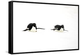 Adelie Penguin (Pygoscelis adeliae) two adults, tobogganing on snow, Devil Island, Weddell Sea-Jurgen & Christine Sohns-Framed Stretched Canvas