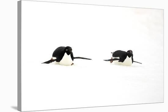 Adelie Penguin (Pygoscelis adeliae) two adults, tobogganing on snow, Devil Island, Weddell Sea-Jurgen & Christine Sohns-Stretched Canvas