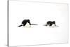 Adelie Penguin (Pygoscelis adeliae) two adults, tobogganing on snow, Devil Island, Weddell Sea-Jurgen & Christine Sohns-Stretched Canvas