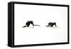 Adelie Penguin (Pygoscelis adeliae) two adults, tobogganing on snow, Devil Island, Weddell Sea-Jurgen & Christine Sohns-Framed Stretched Canvas