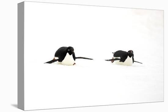 Adelie Penguin (Pygoscelis adeliae) two adults, tobogganing on snow, Devil Island, Weddell Sea-Jurgen & Christine Sohns-Stretched Canvas