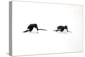 Adelie Penguin (Pygoscelis adeliae) two adults, tobogganing on snow, Devil Island, Weddell Sea-Jurgen & Christine Sohns-Stretched Canvas