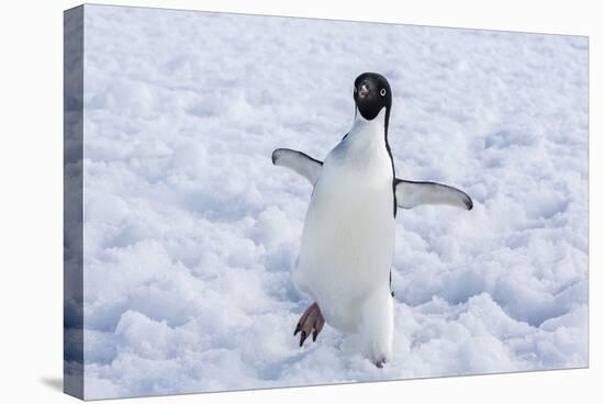 Adelie Penguin (Pygoscelis Adeliae)-Michael Nolan-Stretched Canvas