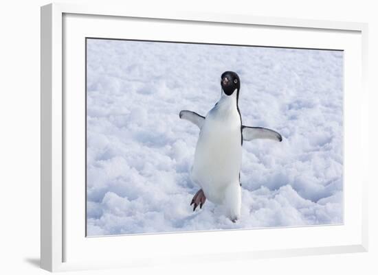 Adelie Penguin (Pygoscelis Adeliae)-Michael Nolan-Framed Photographic Print
