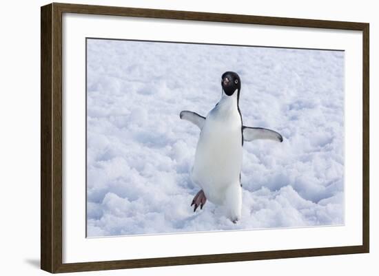 Adelie Penguin (Pygoscelis Adeliae)-Michael Nolan-Framed Photographic Print