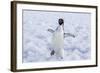 Adelie Penguin (Pygoscelis Adeliae)-Michael Nolan-Framed Photographic Print