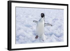 Adelie Penguin (Pygoscelis Adeliae)-Michael Nolan-Framed Photographic Print