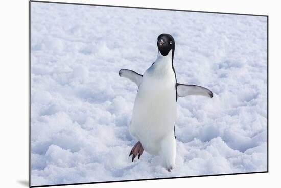 Adelie Penguin (Pygoscelis Adeliae)-Michael Nolan-Mounted Photographic Print