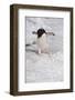 Adelie Penguin (Pygoscelis Adeliae)-Gabrielle and Michel Therin-Weise-Framed Photographic Print