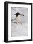 Adelie Penguin (Pygoscelis Adeliae)-Gabrielle and Michel Therin-Weise-Framed Photographic Print