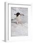 Adelie Penguin (Pygoscelis Adeliae)-Gabrielle and Michel Therin-Weise-Framed Photographic Print