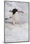 Adelie Penguin (Pygoscelis Adeliae)-Gabrielle and Michel Therin-Weise-Mounted Photographic Print