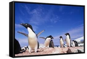 Adelie Penguin Rookery on Petermann Island in Antarctica-Paul Souders-Framed Stretched Canvas