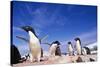 Adelie Penguin Rookery on Petermann Island in Antarctica-Paul Souders-Stretched Canvas