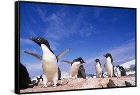 Adelie Penguin Rookery on Petermann Island in Antarctica-Paul Souders-Framed Stretched Canvas