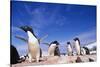 Adelie Penguin Rookery on Petermann Island in Antarctica-Paul Souders-Stretched Canvas