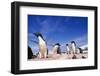 Adelie Penguin Rookery on Petermann Island in Antarctica-Paul Souders-Framed Photographic Print