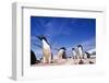 Adelie Penguin Rookery on Petermann Island in Antarctica-Paul Souders-Framed Photographic Print