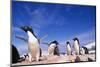 Adelie Penguin Rookery on Petermann Island in Antarctica-Paul Souders-Mounted Photographic Print