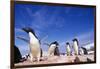 Adelie Penguin Rookery on Petermann Island in Antarctica-Paul Souders-Framed Photographic Print