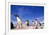 Adelie Penguin Rookery on Petermann Island in Antarctica-Paul Souders-Framed Photographic Print