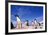 Adelie Penguin Rookery on Petermann Island in Antarctica-Paul Souders-Framed Photographic Print
