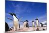 Adelie Penguin Rookery on Petermann Island in Antarctica-Paul Souders-Mounted Photographic Print