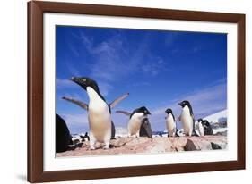 Adelie Penguin Rookery on Petermann Island in Antarctica-Paul Souders-Framed Photographic Print