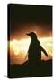 Adelie Penguin Silhouette-null-Stretched Canvas