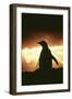 Adelie Penguin Silhouette-null-Framed Photographic Print