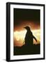 Adelie Penguin Silhouette-null-Framed Photographic Print