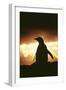 Adelie Penguin Silhouette-null-Framed Photographic Print