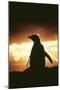 Adelie Penguin Silhouette-null-Mounted Photographic Print