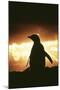 Adelie Penguin Silhouette-null-Mounted Photographic Print