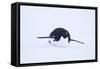 Adelie Penguin Sliding Downhill-DLILLC-Framed Stretched Canvas